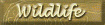 Wildlife Fine Art Gallery  - vanessa-jayne.com